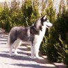 Markiza Husky Ostrowya